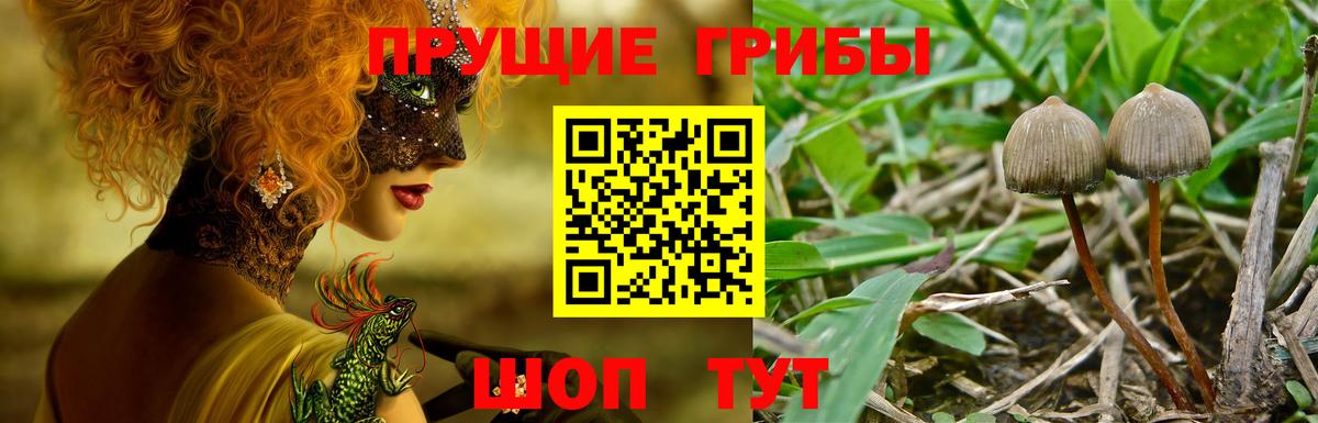 Псилоцибиновые грибы Psilocybine cubensis Ивантеевка